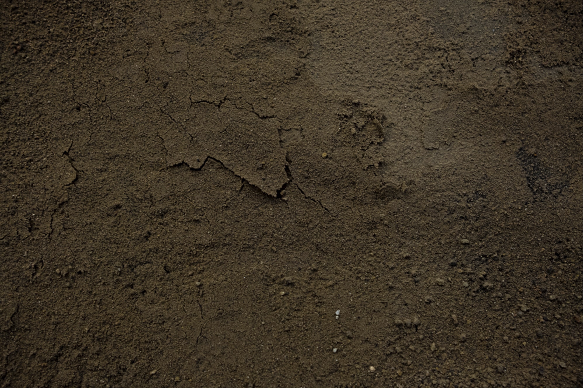 Alan Sonfist: Earth of Houston, Blaffer Art Museum, Jen Bootwala