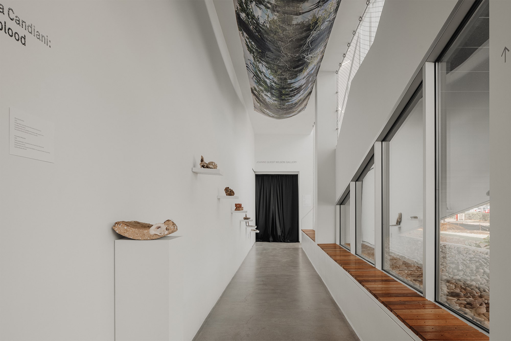 Tania Candiani Lifeblood, Blaffer Art Museum, Exhibitions